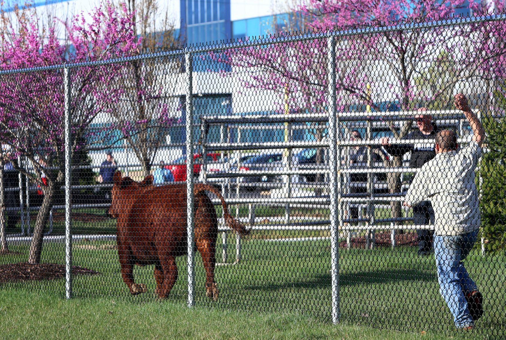 Heifer breaks for freedom